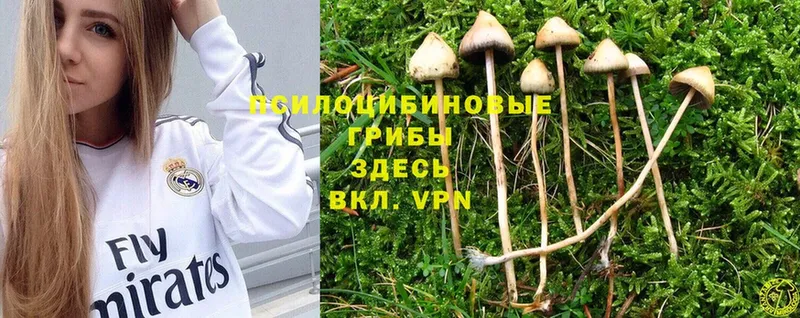 мега как войти  Верхоянск  Галлюциногенные грибы Magic Shrooms 